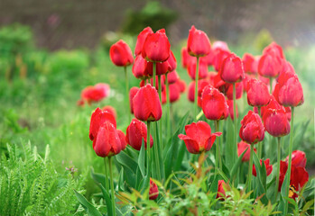 Obraz premium Tulips flowers on a blur background of nature.