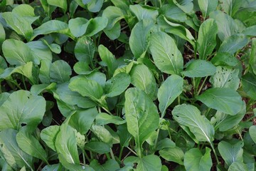 The kale plot is grown organic. In a small garden Healthy vegetables