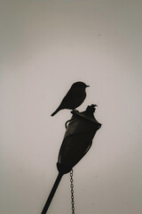 silhouette of a bird