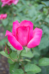 Close-up of yellow rose in a garden