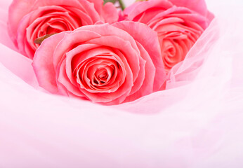 background pink roses on the soft silk