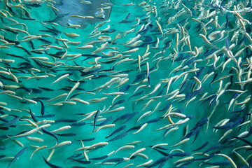 Trout farming in the fish pond, breeding freshwater fish. selective focus