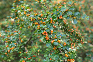 Autumn Red Berries and Green Leaves of the Dwarf Cotoneaster horizontalis Rock or Wall in a Garden.
