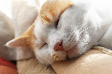 Fototapeta na wymiar Cat sleeping face closeup. Selective focus on cat nose. 