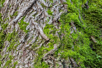 background texture of fresh green mosses covered tree trunk with rough surface and cracks
