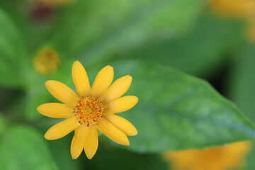 Yellow daisy flower with blured background