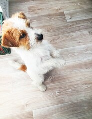 puppy jack russell terrier stands on its hind legs and stretches up,