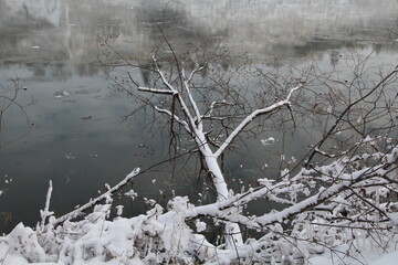Frosted Tree Over The River, Gold Bar Park, Edmonton, Alberta