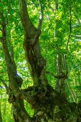 Fototapeta na wymiar 初夏の鳥海高原のブナの巨木
