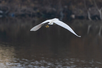 Heron in flight over lake