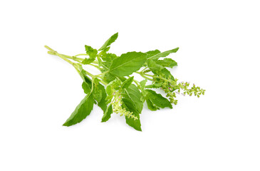 Basil flower, stalk and leaves isolated on a white