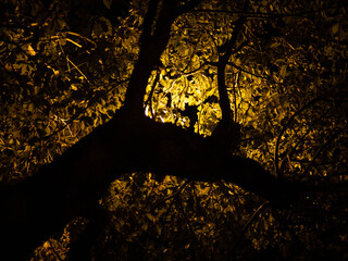 木立から透けて見える光　背景素材