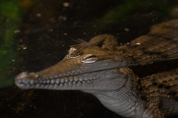 Fototapeta premium Freshwater Crocodile