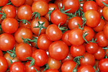 red tomatoes on the vine