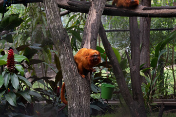 Obraz premium Golden Lion Tamarin