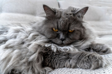 photo beautiful gray fluffy cat. Pets. excellent cover, poster, postcard