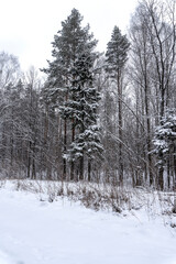 Stock Foto Winter in the forest, snow on trees, handsome christmas background