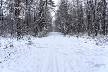 Stock Foto Winter in the forest, snow on trees, handsome christmas background