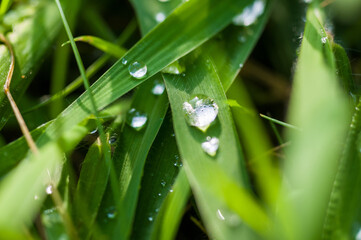 Drops of water on the green grass after rain, macro