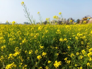 field of dandelions
