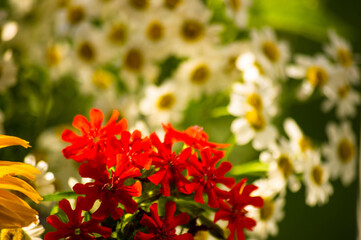 a bouquet of bright spring flowers of various types