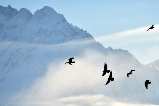 Northern ravens play in the updrafts around Alaska's Chugach Range. © JT Fisherman