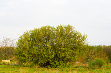 Spring landscape - bright green trees with young foliage on a bright warm sunny day in early spring.