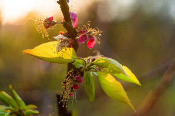 Background of blooming beautiful apple tree flowers and leaves with the evening sun in early spring close-up, soft focus