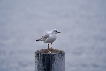 Seagull on a post and blown feathers, lake of Zurich, Switzerland.