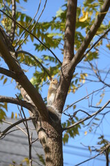 squirrel on a tree
