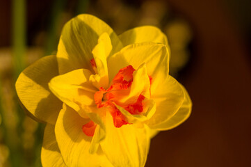 Obraz na płótnie Canvas Amazing yellow huge bright daffodils in sunlight