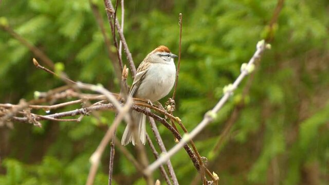 Tiny plump bird perched on branch during light rain
