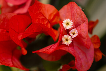 close up selective focus on bougainvillea flowers with pink and orange color