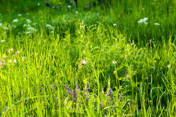 Spring Blooming field - bright green plants, grass and wildflowers with young foliage on a bright warm sunny day in early spring.