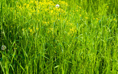 Spring Blooming field - bright green plants, grass and wildflowers with young foliage on a bright warm sunny day in early spring.
