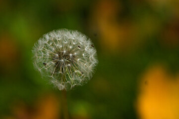 Dandelion seeds in sunlight on spring green background, macro, close-up