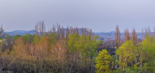 Spring landscape - bright green trees with young foliage on a bright warm sunny day in early spring.