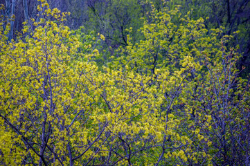Obraz na płótnie Canvas Spring landscape - bright green trees with young foliage on a bright warm sunny day in early spring.