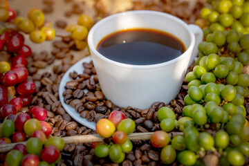 Raw or ripe red branch of Arabica and Robusta and organic coffee berries beans on tree. Farmer crop fruit at farm in Java. Coffee tree the plantations field background concept