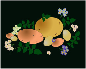 Potato tubers among flowers and leaves on a green background