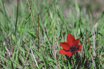 Obraz premium Red anemone flowers in a field, near a green wild grass