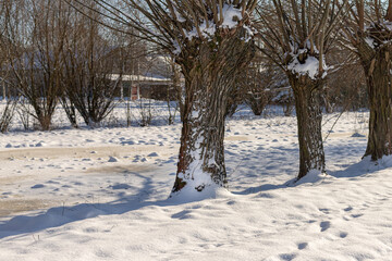 A row of willows in a snow-covered field.