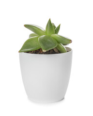 Green succulent in pot on white background