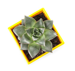 Green succulent in pot on white background