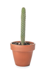 Green cactus in pot on white background