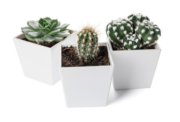 Green succulent and cacti in pots on white background