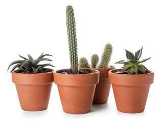 Green succulents and cacti in pots on white background