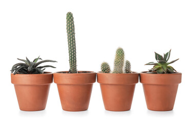 Green succulents and cacti in pots on white background