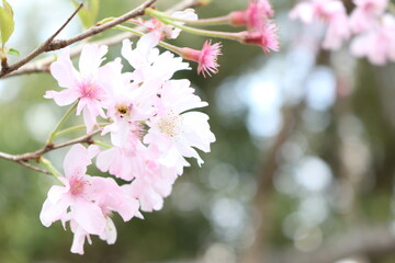 根津神社の桜【国内・東京】