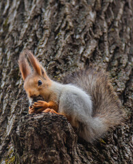Naklejka na ściany i meble Red squirrel gnaws a nut on a tree